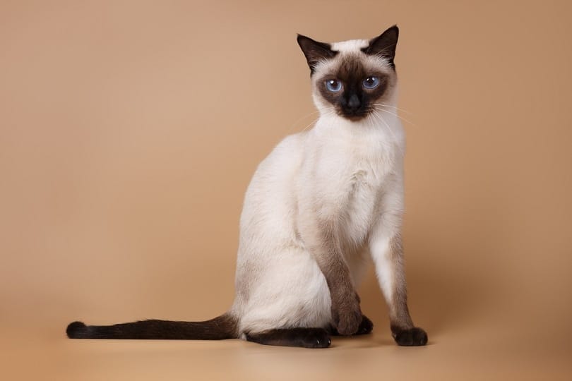 a seal point siamese cat brown background