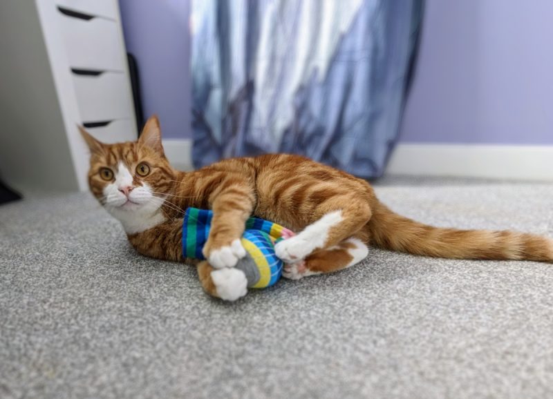 Alex enjoying a homemade catnip toy