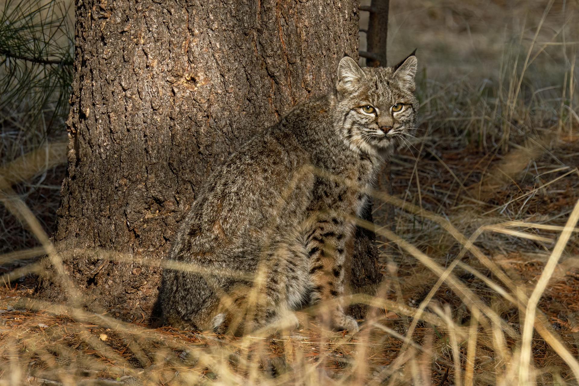 American Lynx Cat in a forest