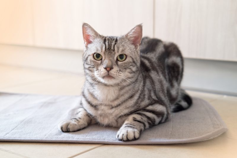 American shorthair male cat tabby