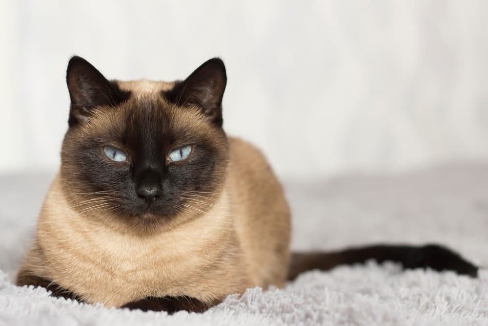 applehead siamese cat lying on a carpet