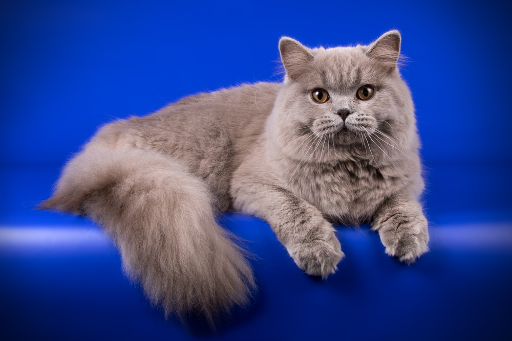 Blue British Longhair cat on blue steps