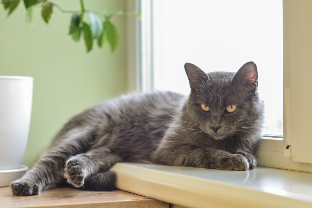 Blue Nebelung cat sitting by the window