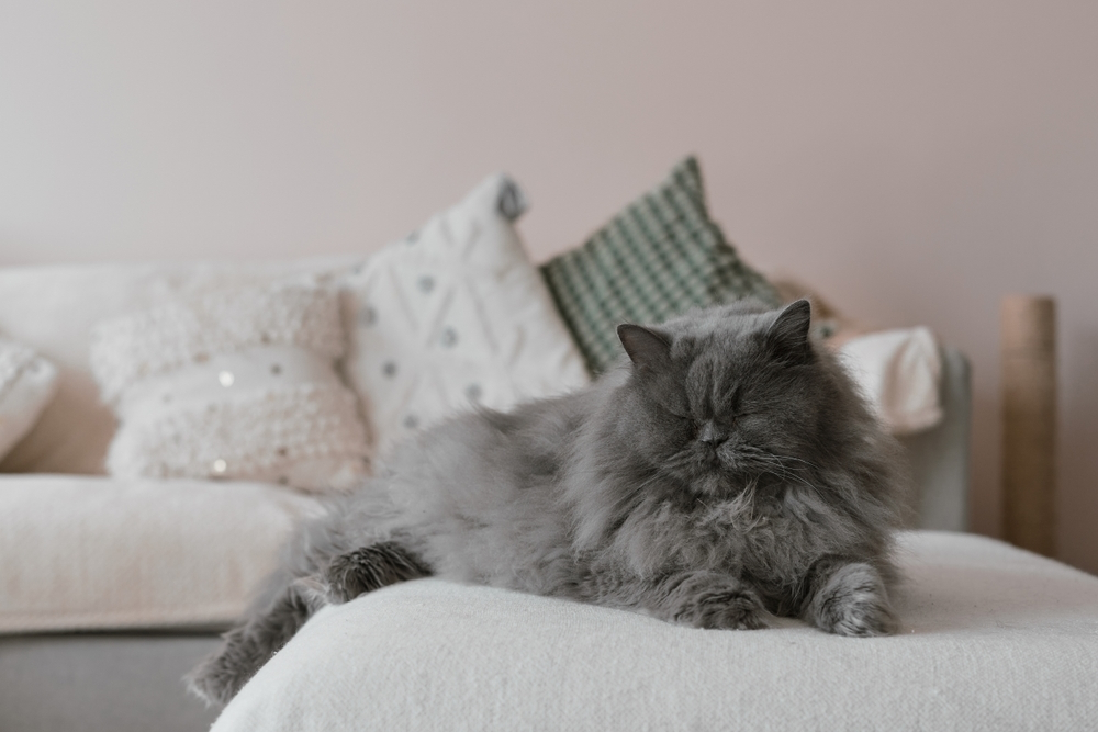 blue-persian-cat