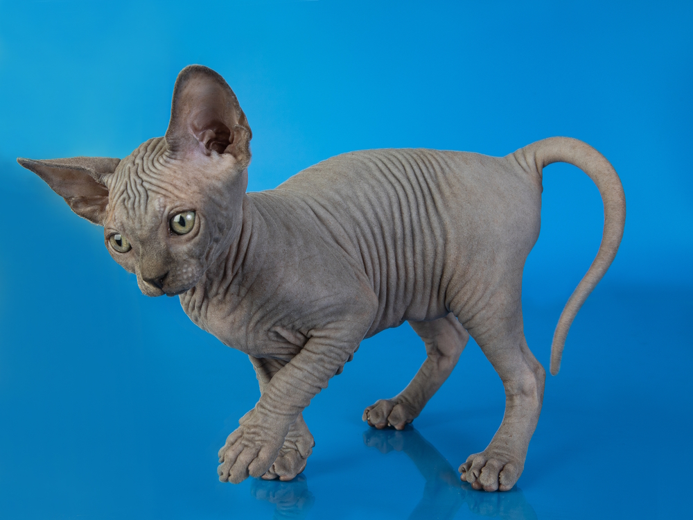 blue-sphynx-kitten-on-blue-background