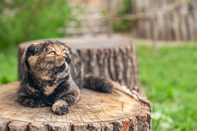 scottish fold tortoiseshell