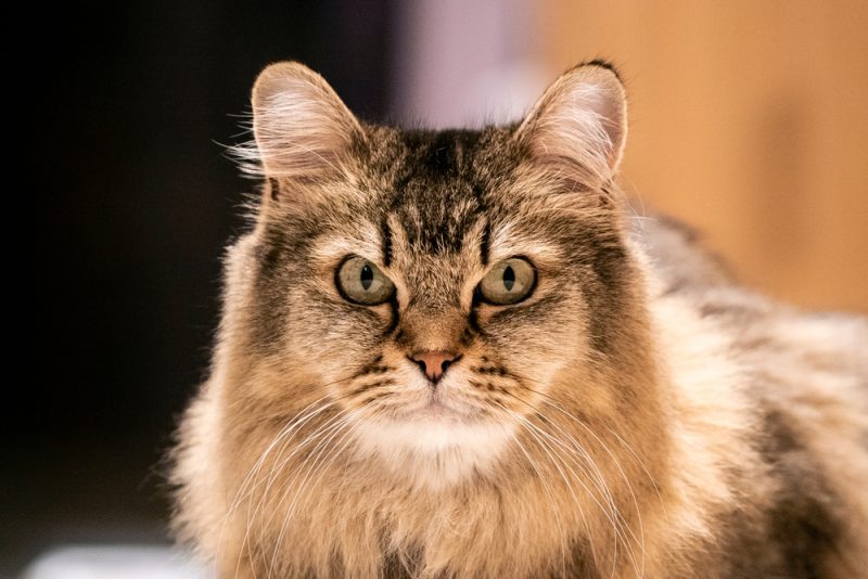 brumilla-longhair-cat-looking-at-camera