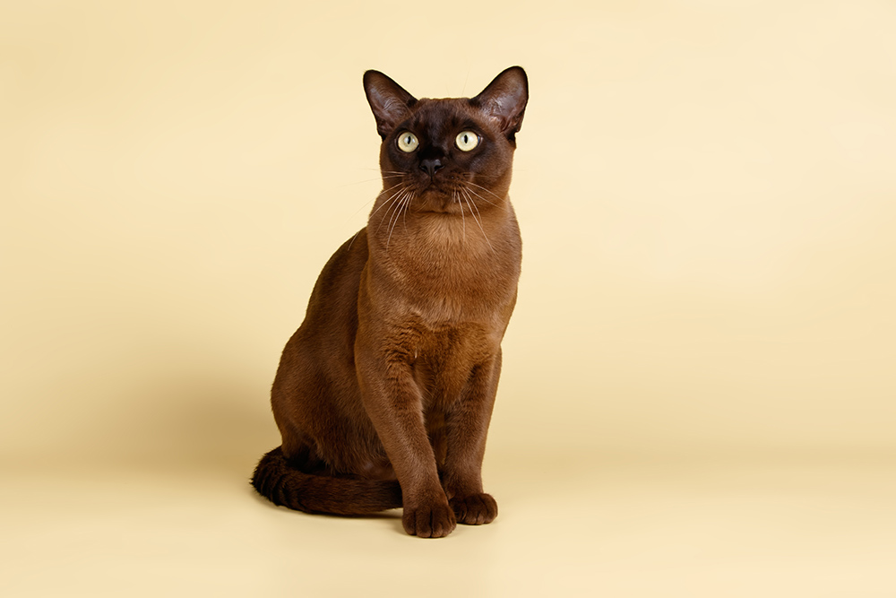 Burmese cat on a beige background