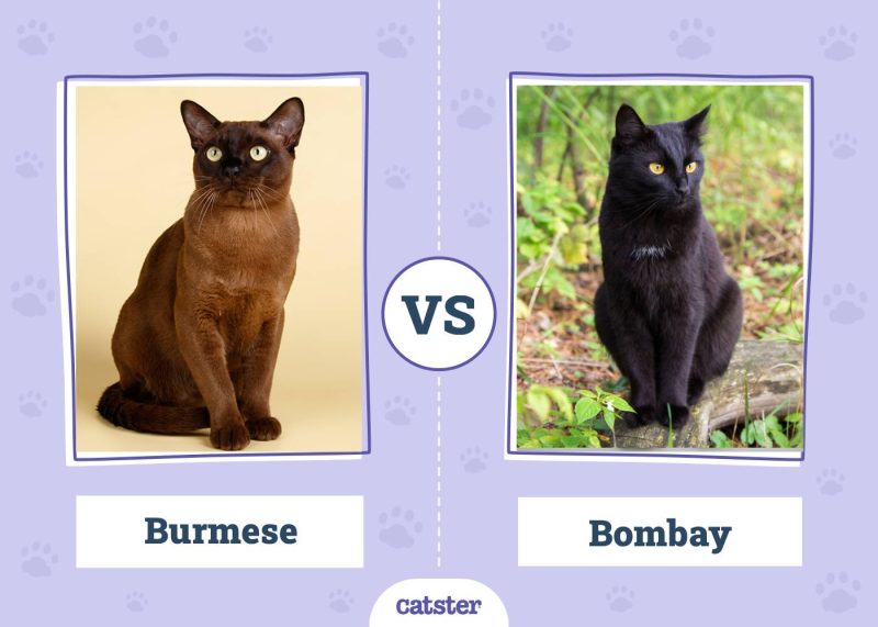 Burmese VS Bombay