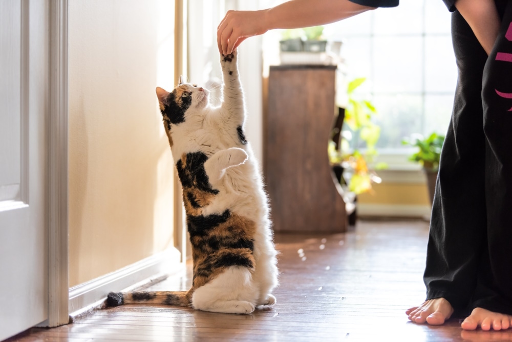 calico-cat-having-treats