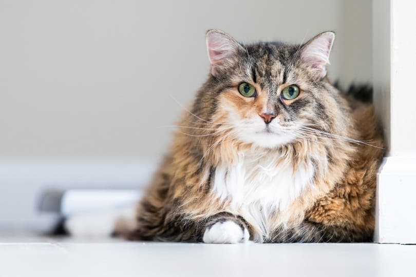 calico maine coon cat face closeup_Andriy Blokhin_Shutterstock