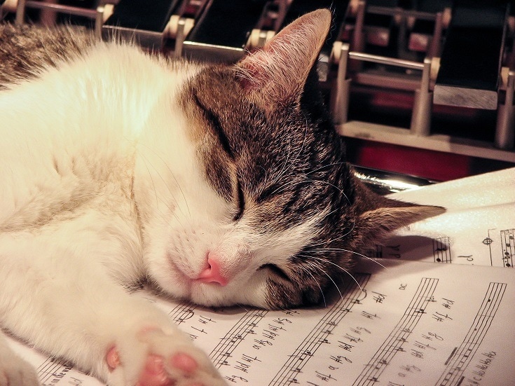 cat music