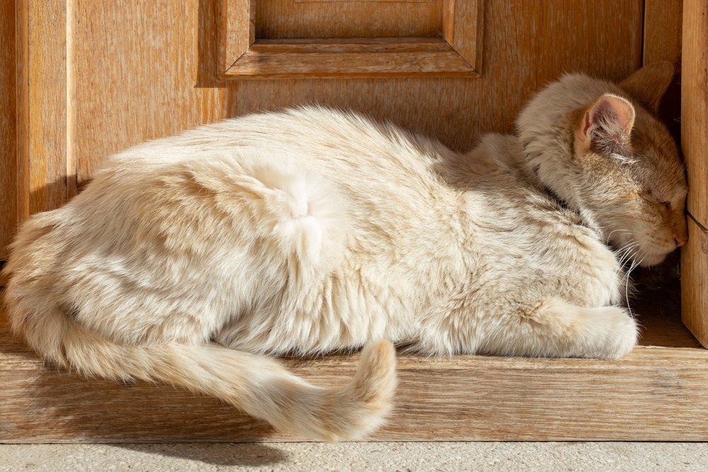 cat pressing its head on door jam