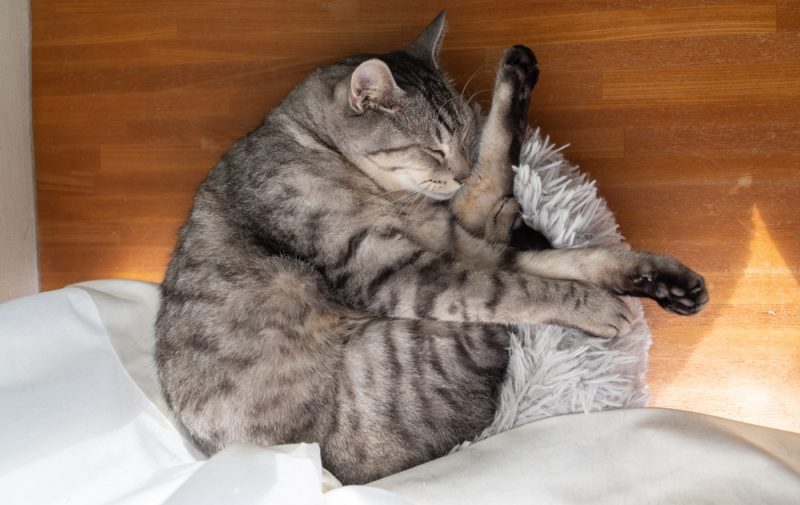 Cat sleeping curled up by the window