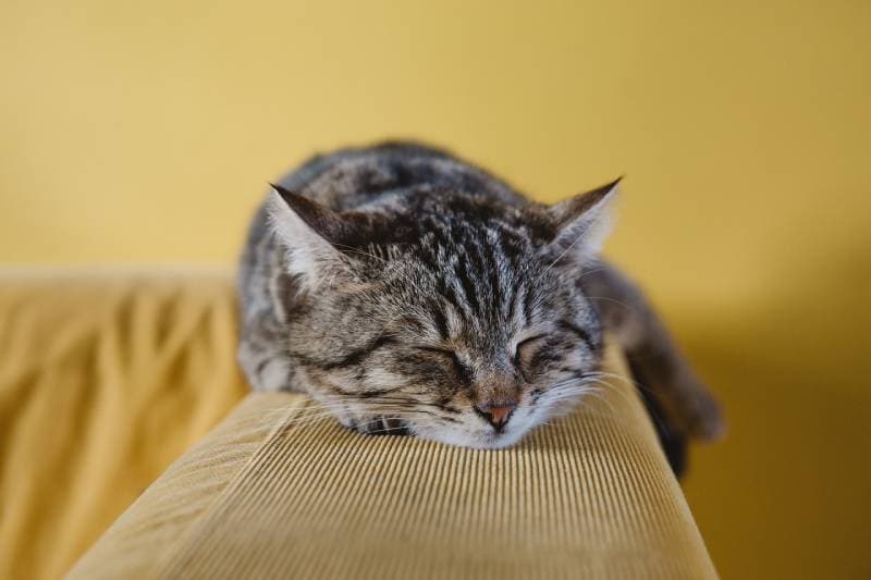 cat sleeping in loaf position