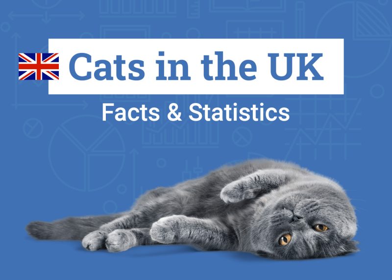 Cats in the UK