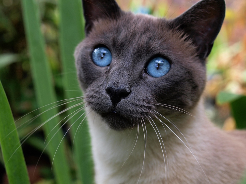 classic siamese cat outdoor