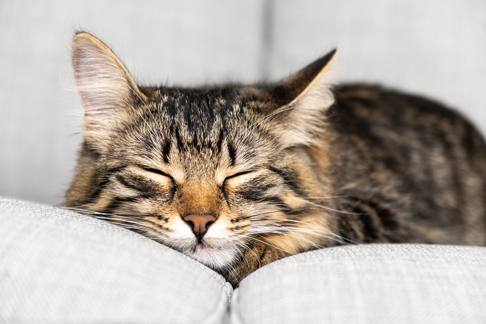 close up cat sleeping on the sofa