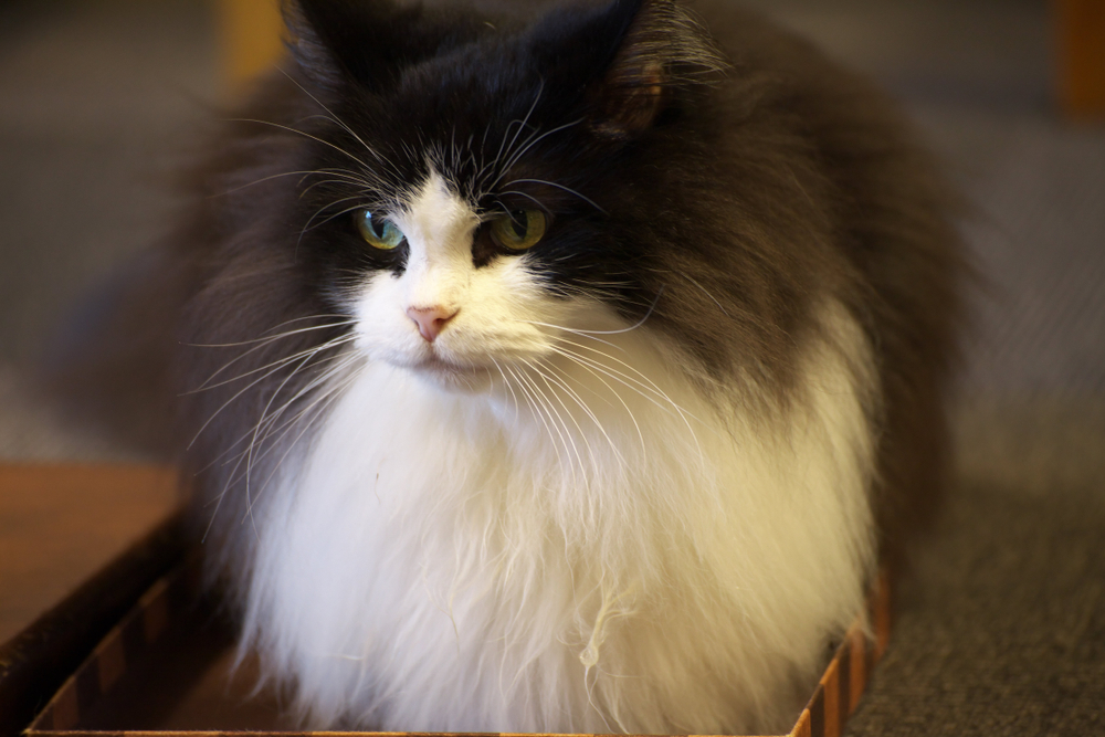 close up of a fluffy cat