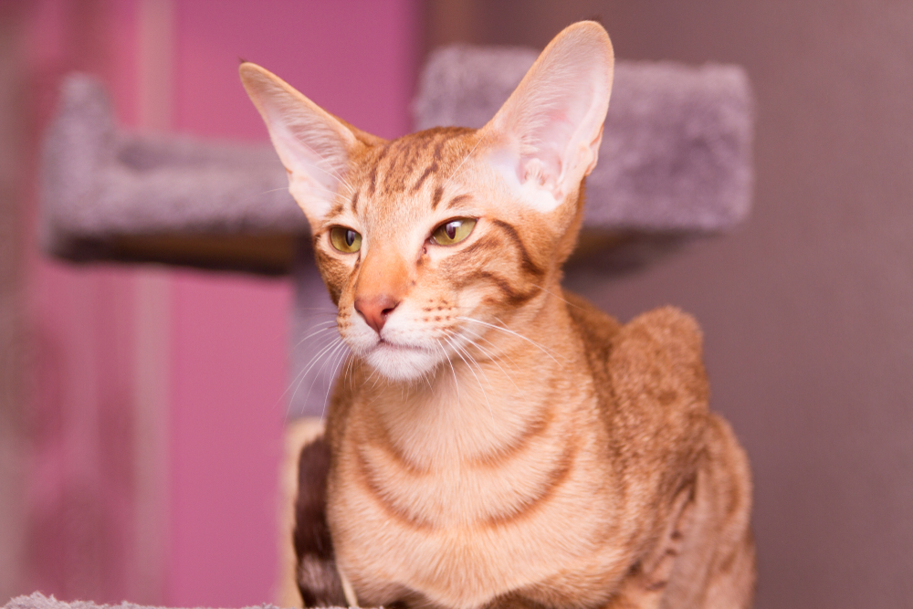 Cream Oriental Shorthair