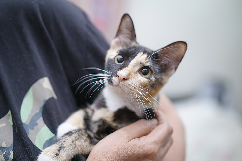 Cute calico cat looking at to the front