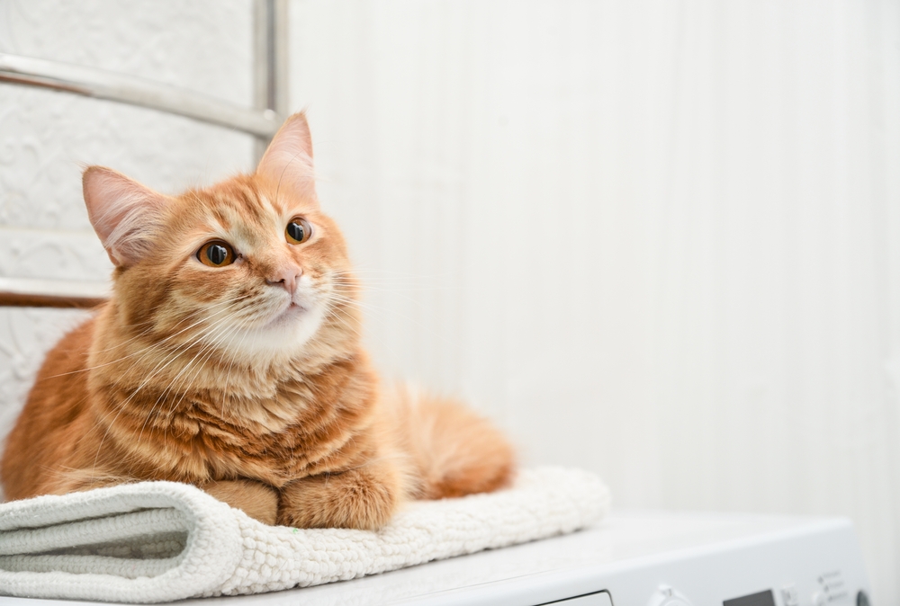 Cute ginger tabby cat laying on top of washing machine in bathroom closeup