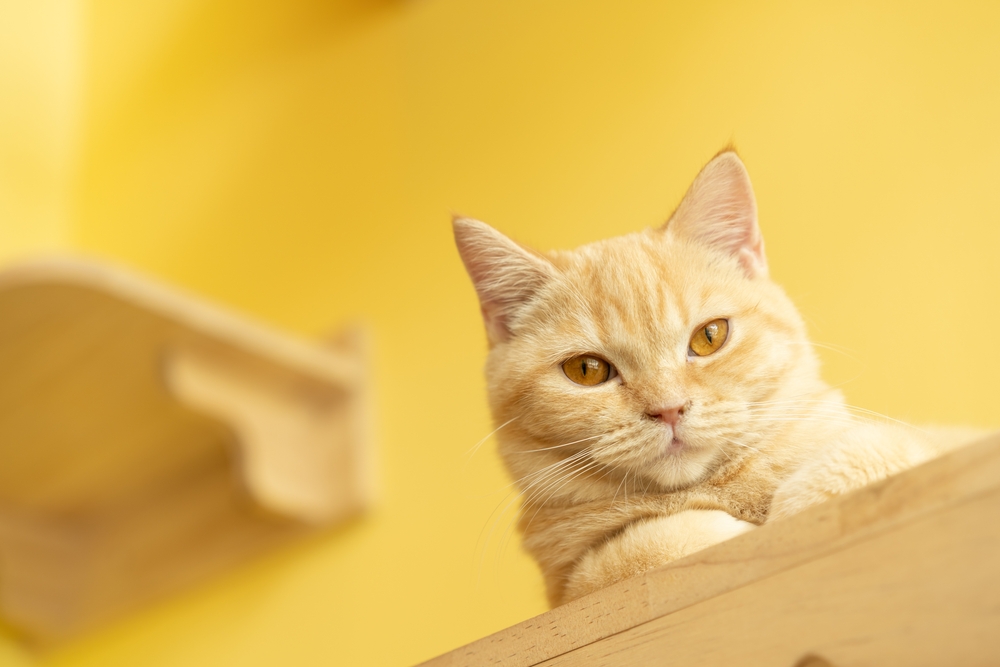 cute orange Munchkin cat