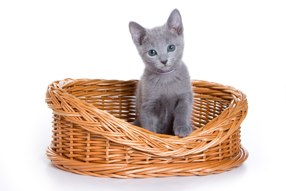 Cute Russian blue kitten sitting inside of a basket on a white background