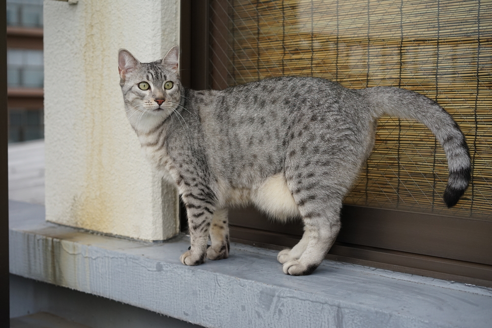 Egyptian Mau