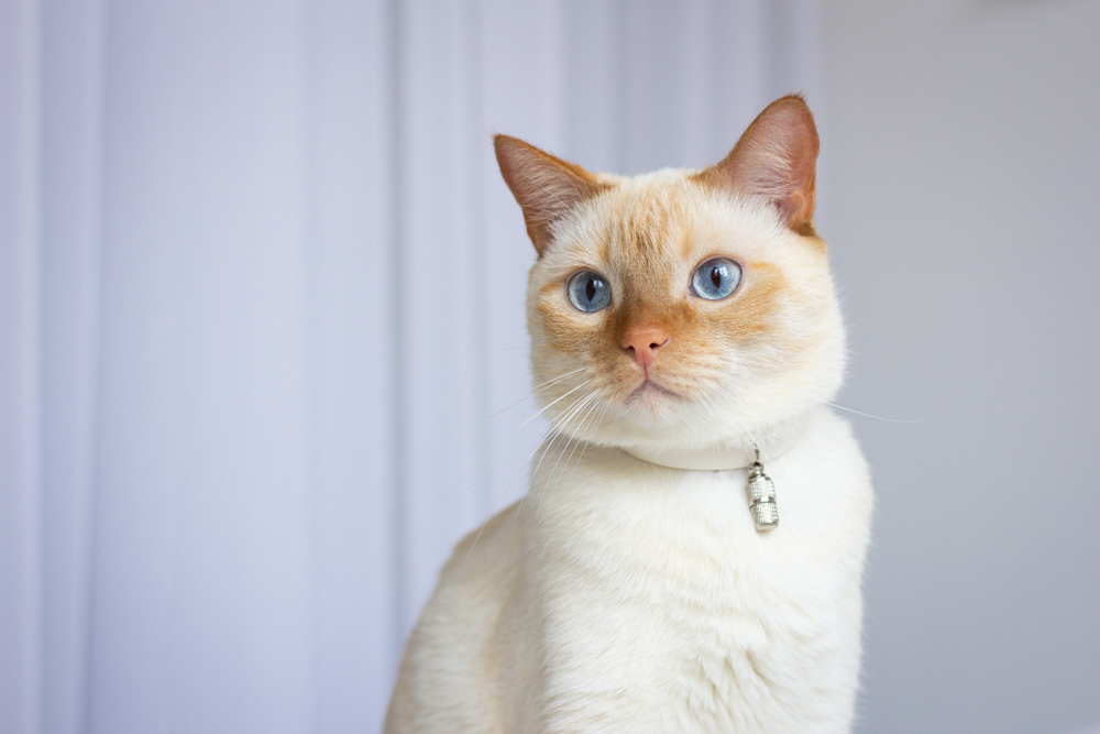 Flame Point Siamese Cat