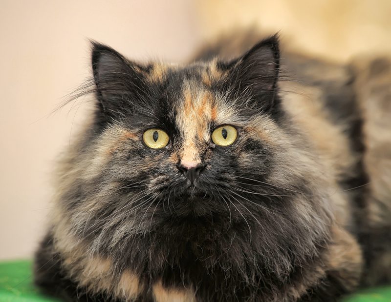 fluffy cat domestic longhair tortoiseshell cat