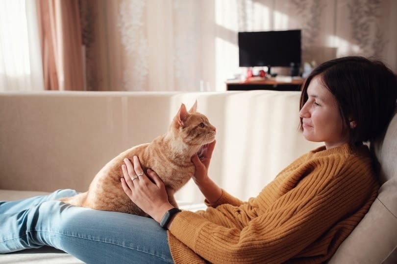 ginger cat with the owner