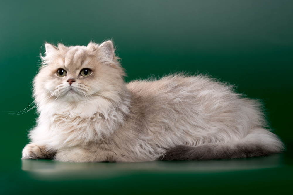 Golden chinchilla lying on a green background