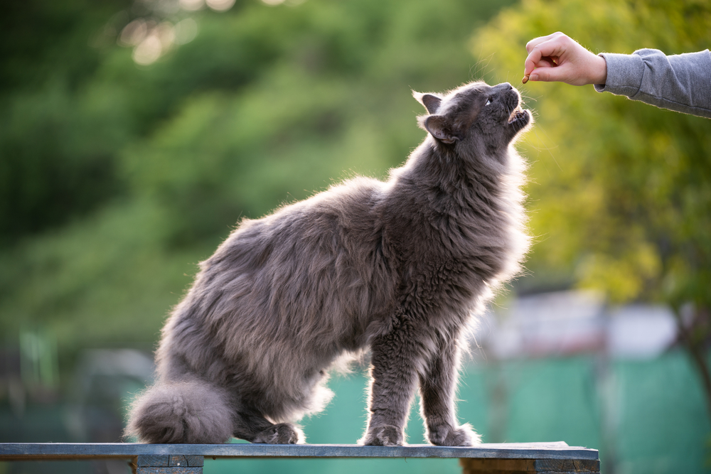 Gray - blue maine coon reaching for a treat outdoors