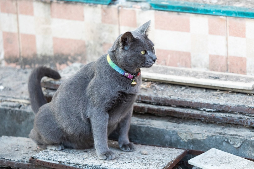 gray-cat-peeing-on-cement-floor-on-the-edge-of-side-walk