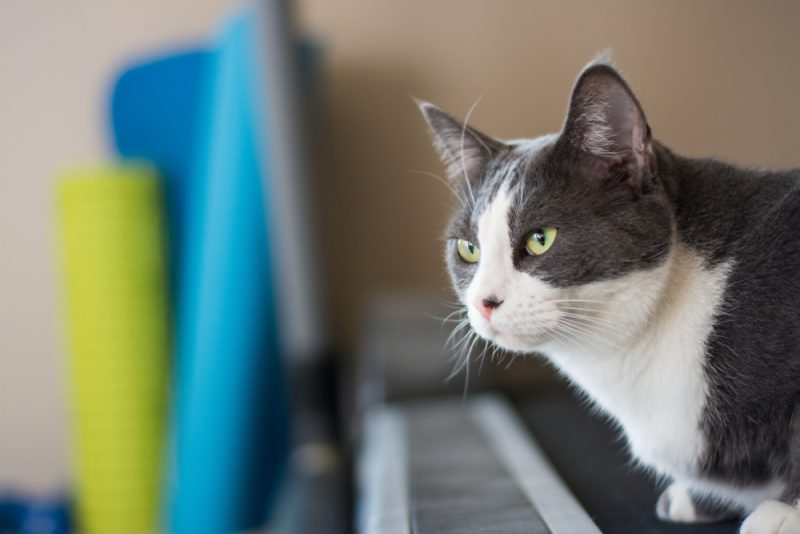 Gray white cat lying lazily on treadmill with yoga mats in background