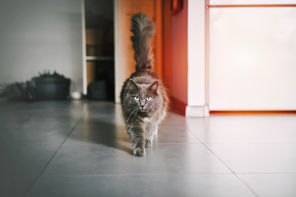 grey cat looks into a camera