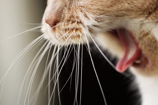 A cat coughing up a hairball.