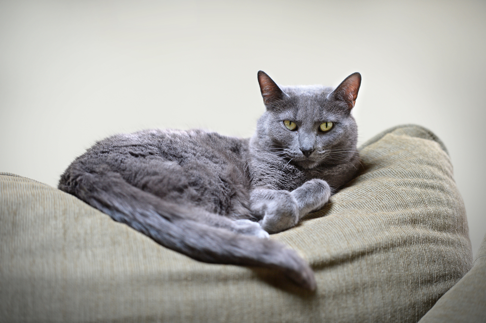 Korat cat resting