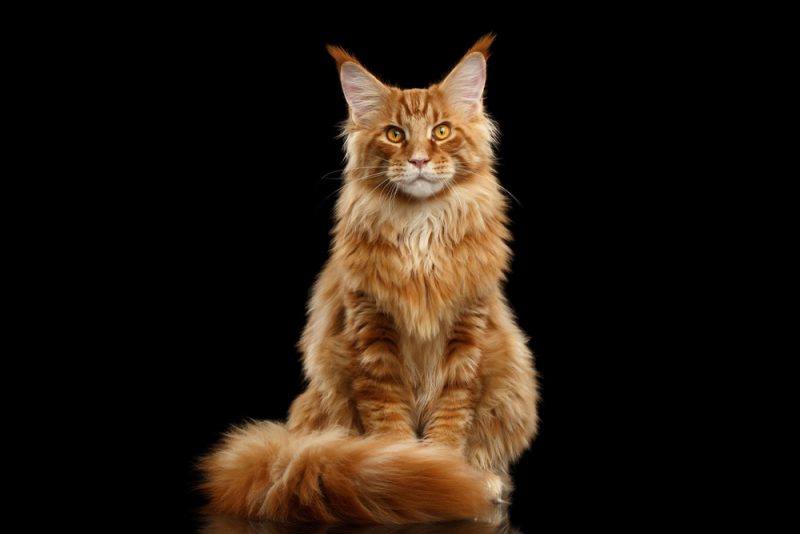 Maine Coon Orange cat sitting on a black background