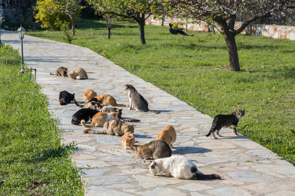 Many feral cats are eating outside