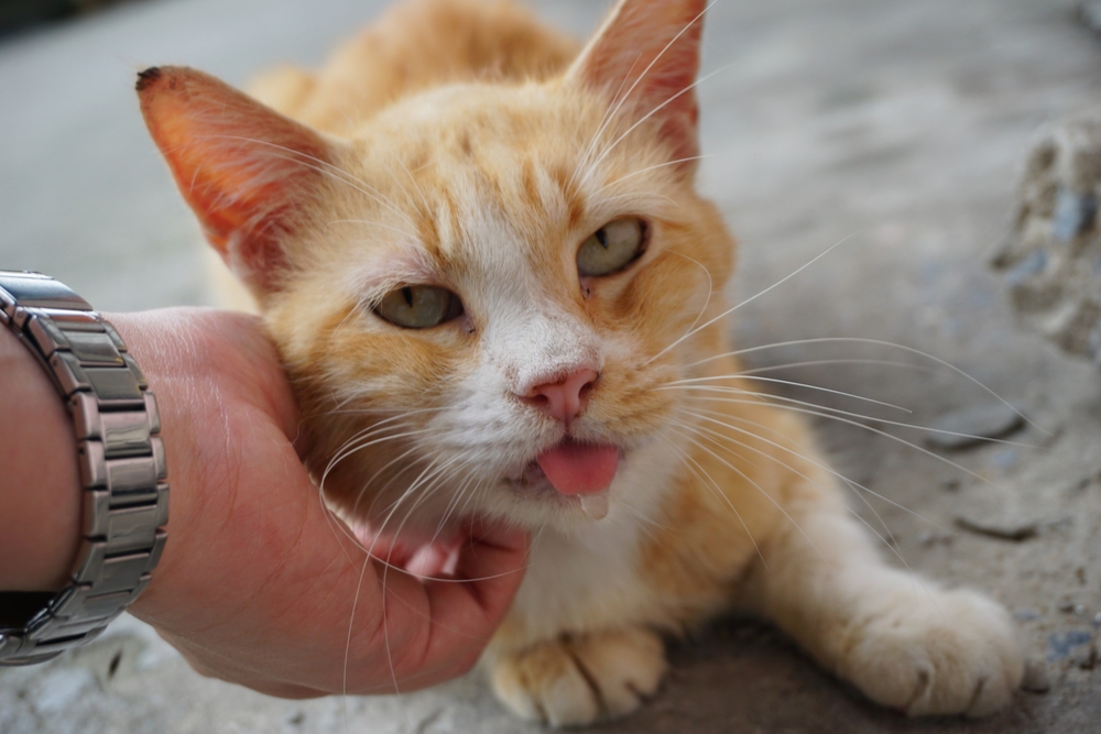 Orange cat drooling