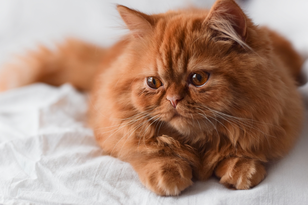 orange persian cat