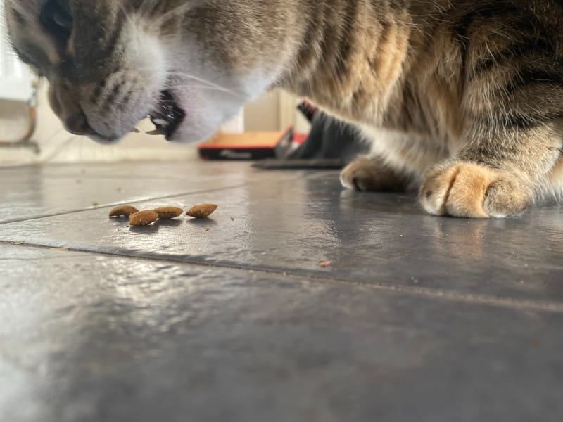 Pancake enjoying kibble