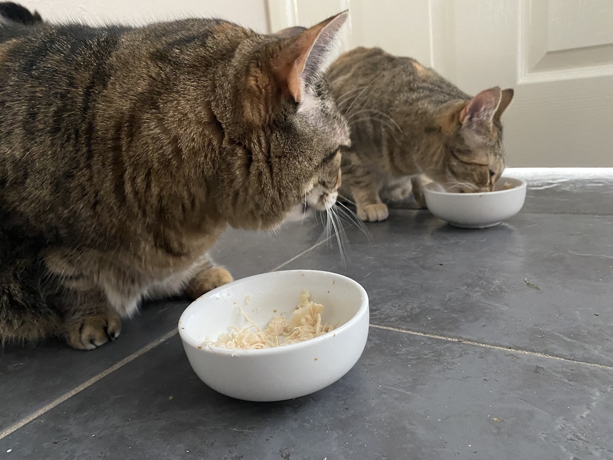 Pancake is always a big eater, though her faster sister Tiller (right) sometimes wins out.