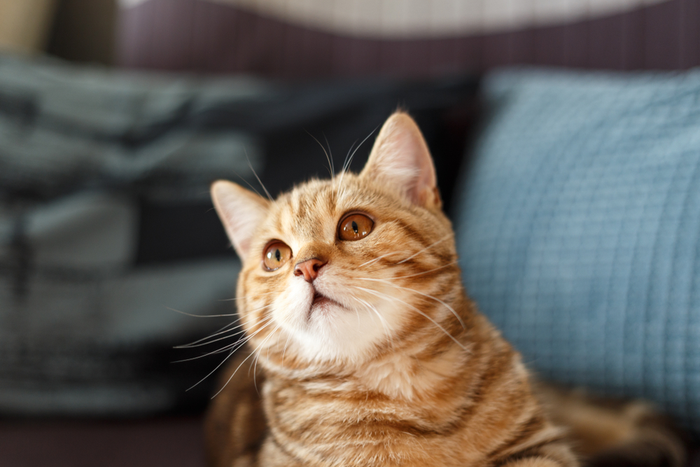 Portrait cute of a kitten Scottish Straight. Scottish cat golden marble