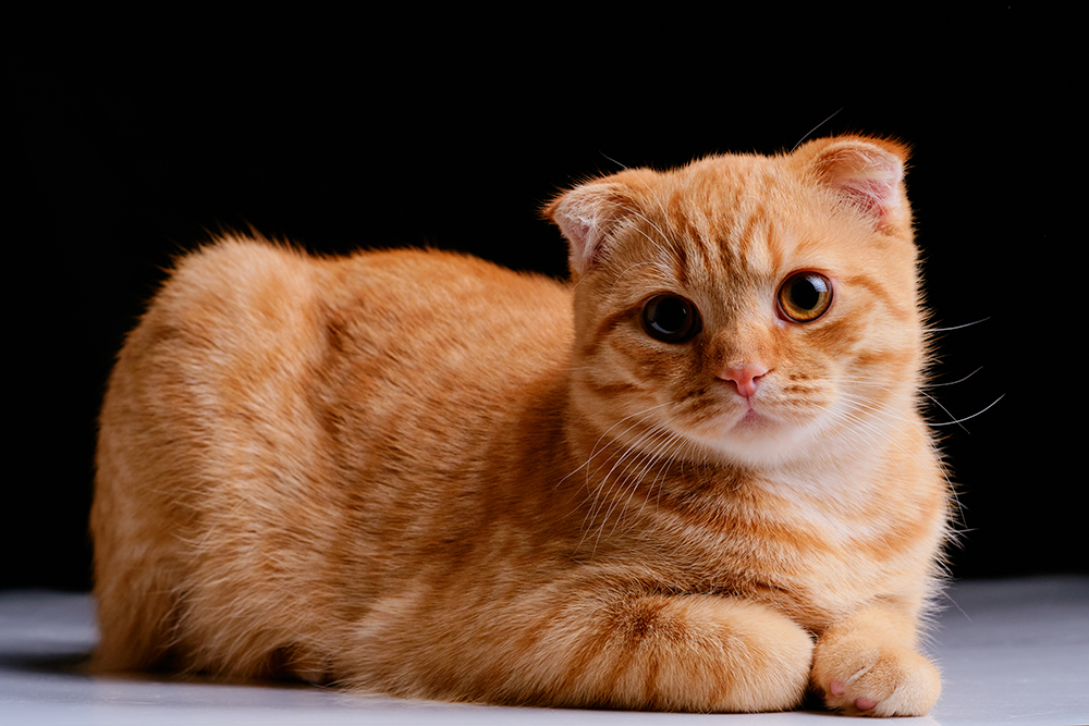 red Scottish fold cat