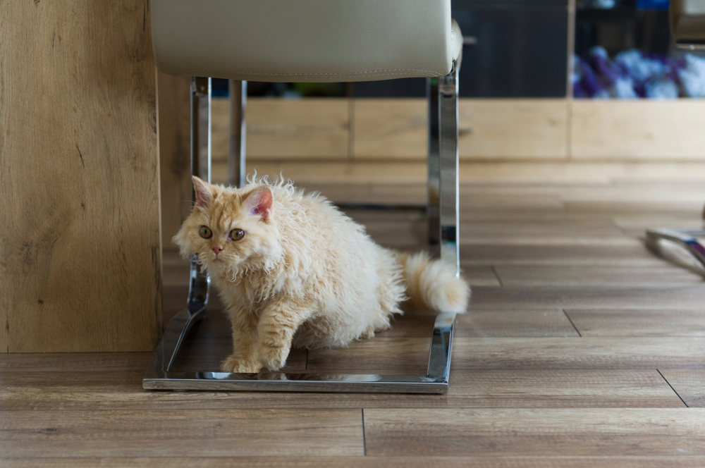 Red-Selkirk-Rex-Cat-at-home