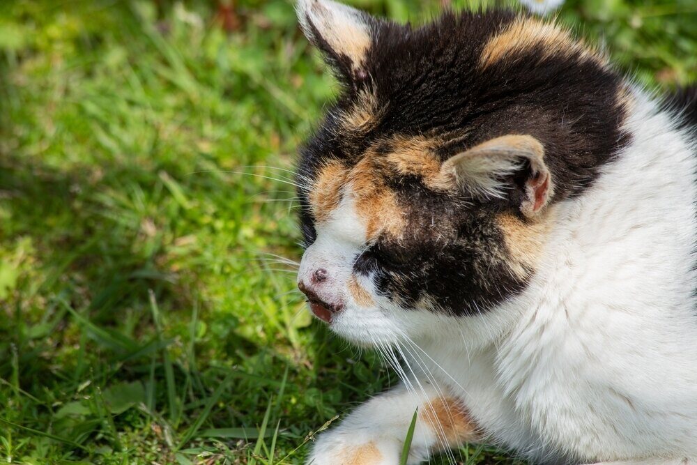 squamous cell carcinoma in cat