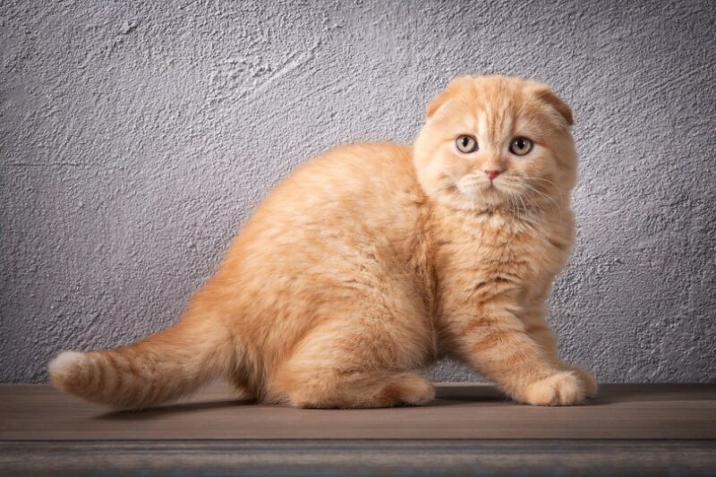 Scottish fold kitten on wooden table